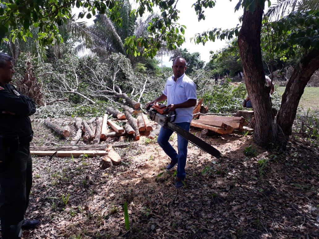 Mediante recorrido de control y vigilancia realizado con el acompañamiento de la Policia De Cesar, nuestra seccional Chimichagua detiene aprovechamiento forestal ilegal en jurisdicción de este municipio
