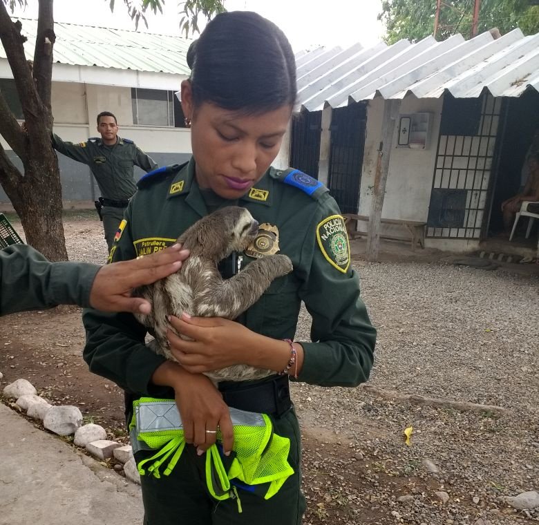 Un perezoso fue rescatado por la @PoliciaDeCesar en Codazzi, el cual fue traslado a las instalaciones de nuestro Centro de Atención de Fauna.