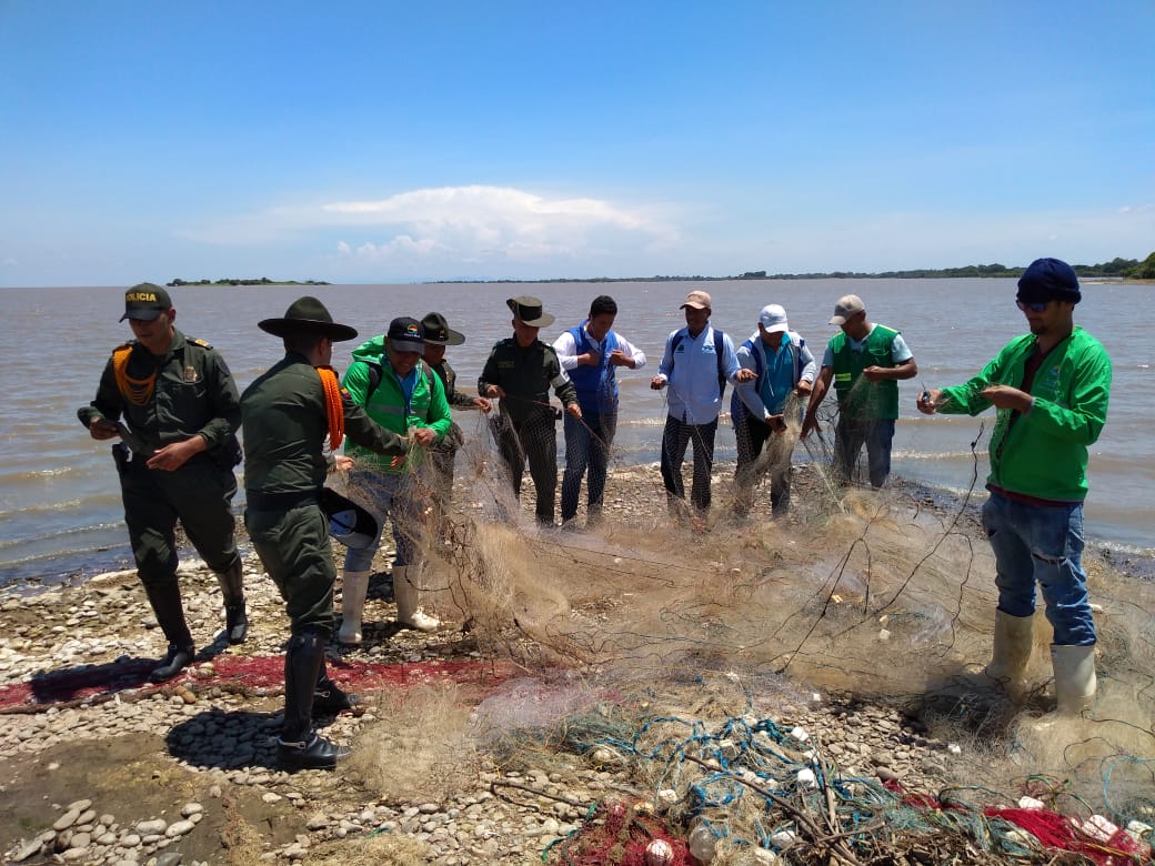 Nuestra Seccional Chimichagua y @AUNAPColombia @CarabinerosCol  realizaron operativos de control en la Ciénaga de Zapatosa, en donde se hizo decomiso de trasmayo de pesca ilegal. Reiteramos mensaje a Pescadores para respetar las vedas establecidas.